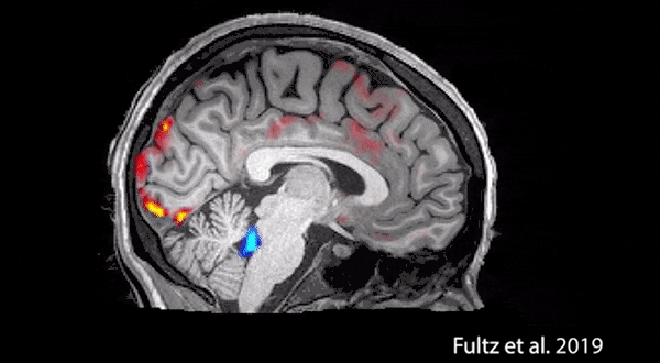 科学家首次拍到：人睡着时清洗大脑全过程!